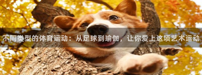 哈哈体育十年：不同类型的体育运动：从足球到瑜伽，让你爱上这项艺术运动